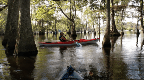 A person paddles a red kayak through a serene, tree-lined waterway on a sunny day.