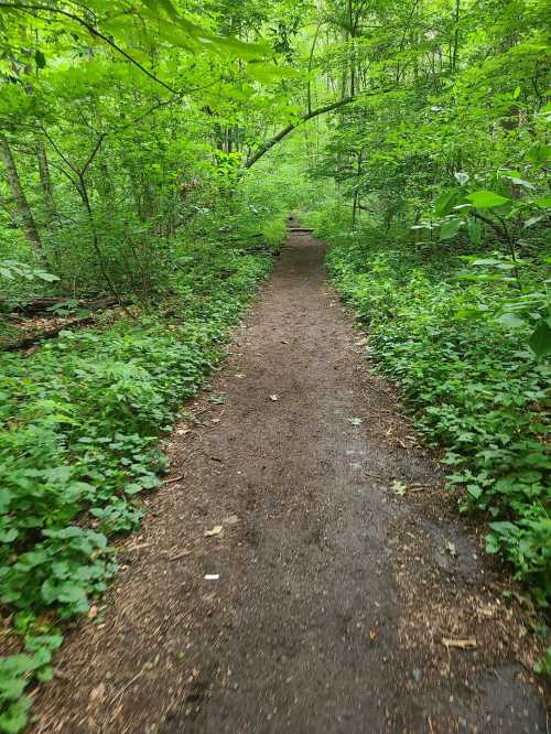 A narrow dirt path winds through a lush, green forest filled with trees and dense foliage.