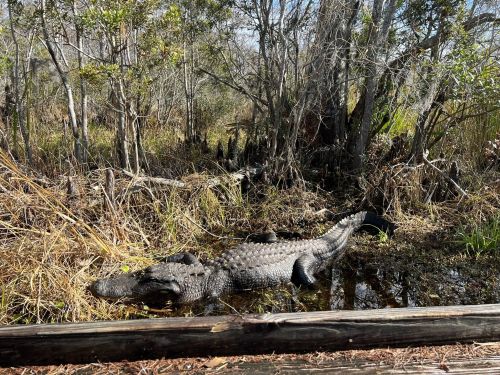A large alligator rests in a swamp surrounded by trees and tall grass.