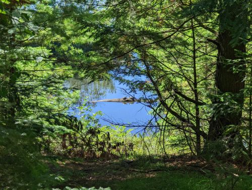 A serene view of a blue pond framed by lush green trees and foliage.