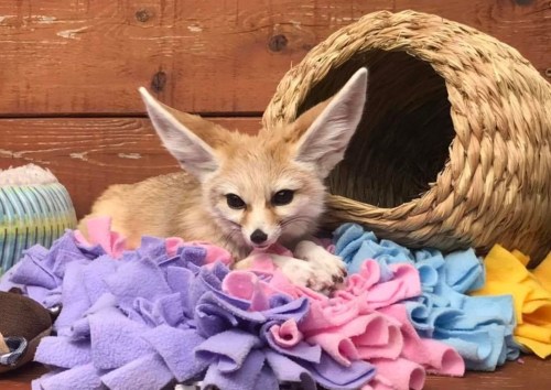 A fennec fox rests among colorful fabric scraps and a woven basket, showcasing its large ears and playful demeanor.