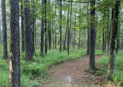 A serene forest scene with tall trees and a dirt path winding through lush green grass.