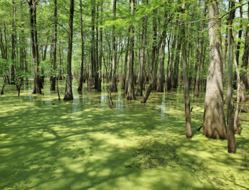Lush green swamp with tall trees and a surface covered in green algae, creating a serene, natural landscape.