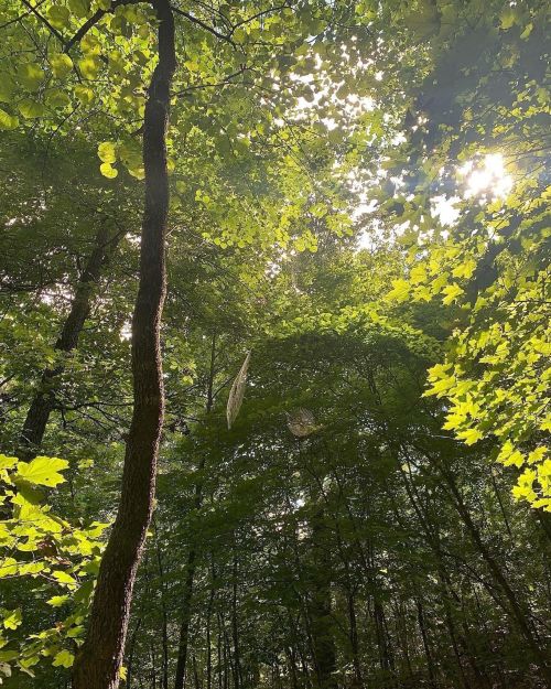 Sunlight filters through lush green leaves in a dense forest, creating a serene and vibrant atmosphere.