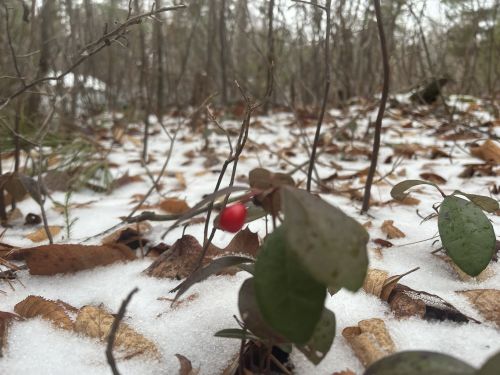 A close-up of a small red berry on a plant, surrounded by snow and fallen leaves in a forest setting.