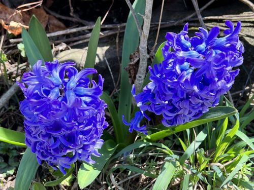 Two vibrant purple hyacinth flowers surrounded by green leaves, growing in a garden setting.