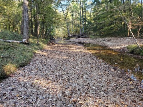 A dry creek bed covered in fallen leaves, surrounded by trees and greenery in a peaceful forest setting.