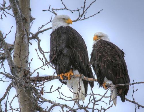 Two bald eagles perched on a tree branch, surrounded by bare branches against a cloudy sky.
