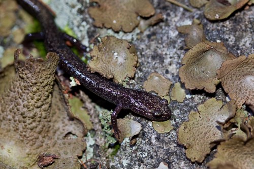 A dark-colored salamander on a rocky surface surrounded by lichen and moss.