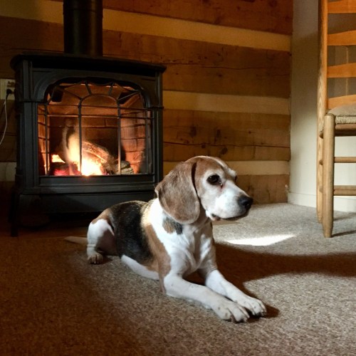 A beagle lies on a carpet in a cozy room with a wooden wall and a glowing fireplace nearby.