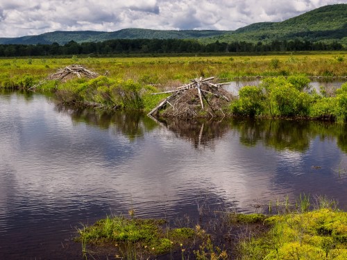 A serene wetland scene with beaver lodges, lush greenery, and mountains under a cloudy sky reflected in the water.