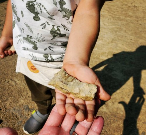 A child's hand holds a fossilized rock, while another hand reaches out to touch it.