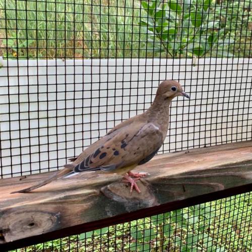 A brown bird with a slender body stands on a wooden perch inside a cage, surrounded by greenery.
