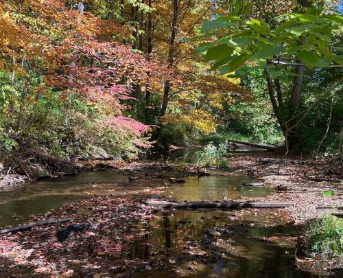 A serene creek surrounded by vibrant autumn foliage and fallen leaves, reflecting the colorful trees.