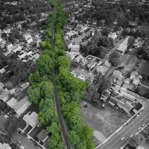 Aerial view of a green tree-lined path through a black-and-white suburban area, showcasing contrast between nature and homes.