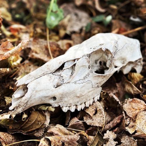 A weathered animal skull resting among dry leaves and foliage.