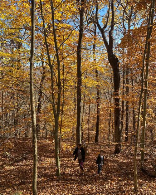 A woman and a child walk through a forest with vibrant autumn leaves and tall trees under a clear blue sky.