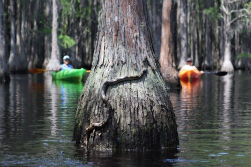 Two kayakers in colorful kayaks paddle through a serene swamp, with a tree trunk and a snake visible in the foreground.