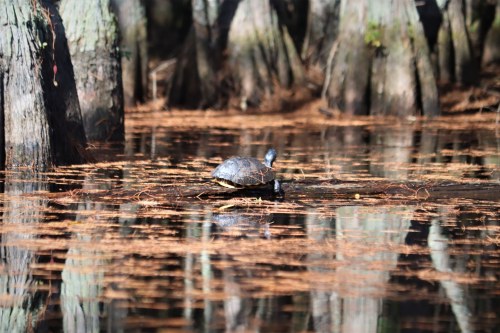 A turtle sunbathing on a log in a calm, reflective swamp surrounded by cypress trees and fallen leaves.