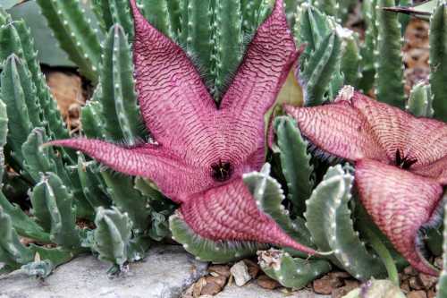 Two large, star-shaped purple flowers with textured petals, surrounded by green, spiky succulent plants.