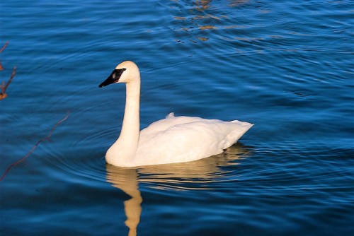 A white swan glides gracefully across a calm blue lake, creating gentle ripples in the water.