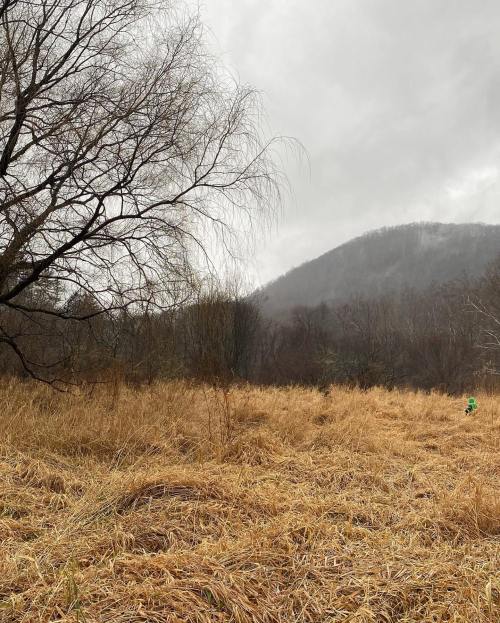 A misty landscape with a grassy field, bare trees, and a distant mountain under a cloudy sky.
