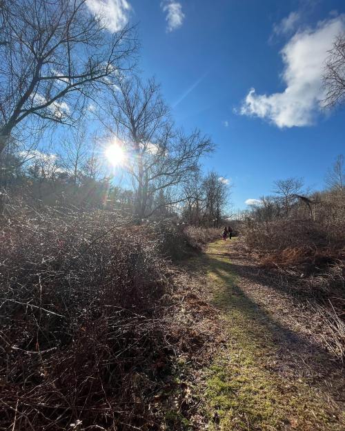 A sunlit path through a wooded area, with two people walking in the distance under a clear blue sky.