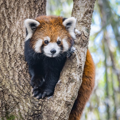A red panda clings to a tree trunk, looking curiously at the camera with its distinctive fur and facial markings.