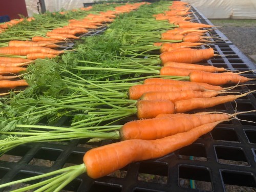 Freshly harvested carrots with green tops arranged neatly on a black table.