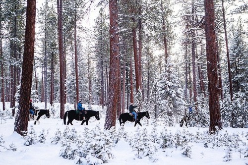 A group of people on horseback riding through a snowy forest with tall pine trees.