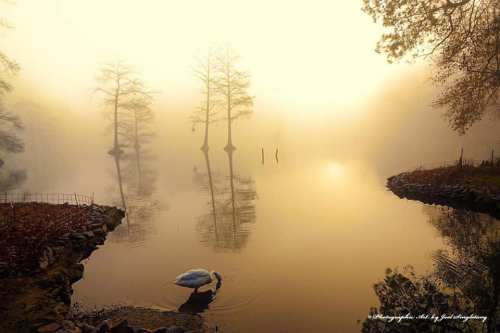 A serene misty lake at dawn, with a swan and silhouetted trees reflected in the water.