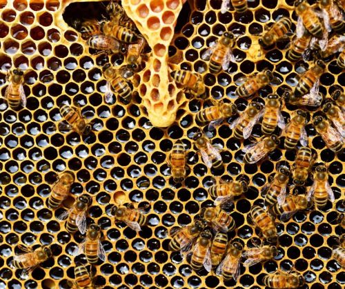 Close-up of a honeycomb filled with bees, showcasing hexagonal cells and some bees working on the honeycomb.