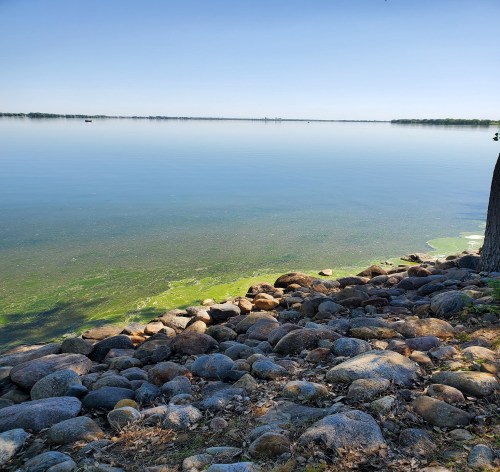 A calm lake with clear water, rocky shore, and green algae along the edge under a clear blue sky.