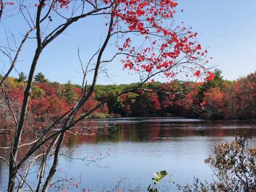 A serene lake surrounded by trees with vibrant red leaves, reflecting the clear blue sky and autumn colors.