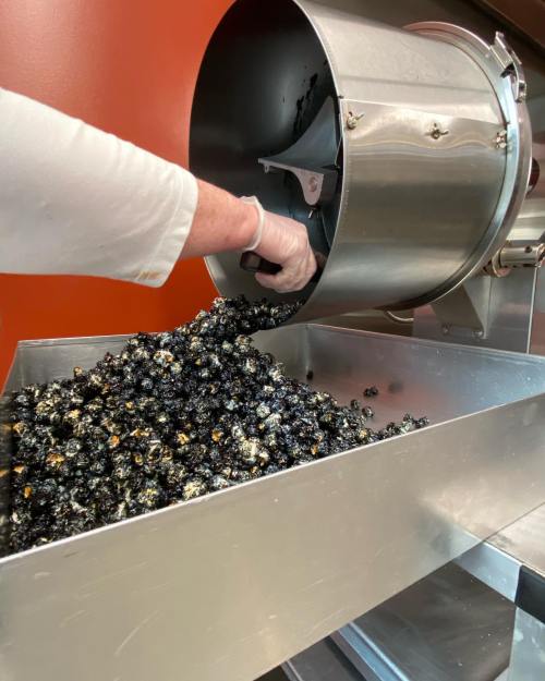 A hand pours dark, round popcorn kernels from a metal machine into a stainless steel tray.