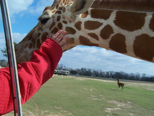 A person in a red jacket gently touches a giraffe's head, with another giraffe in the background on a grassy field.