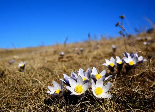 A close-up of white and yellow flowers blooming on dry grass under a clear blue sky.