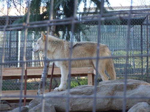 A wolf stands on a rock, looking out from behind a fence in a wildlife enclosure.