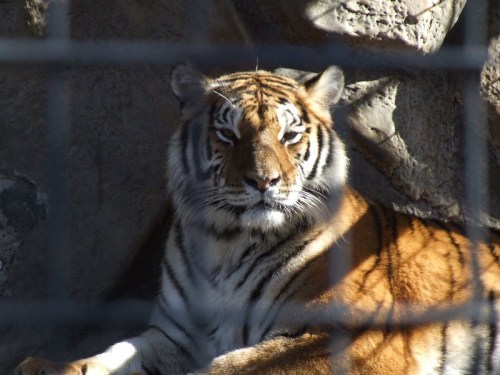 A close-up of a tiger resting against a rocky background, partially obscured by a fence.