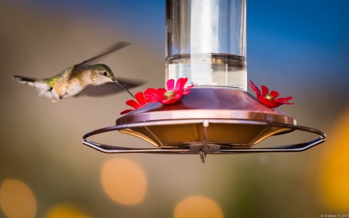A hummingbird hovers near a flower-adorned feeder filled with nectar, set against a blurred background.