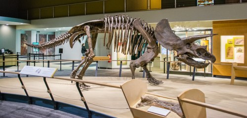 A dinosaur skeleton displayed in a museum, showcasing its large skull and skeletal structure.
