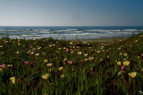 A coastal scene featuring vibrant flowers in the foreground and gentle waves lapping at the shore in the background.