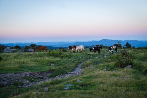 A herd of cows grazing on a grassy hillside at dusk, with mountains in the background and a pastel sky.