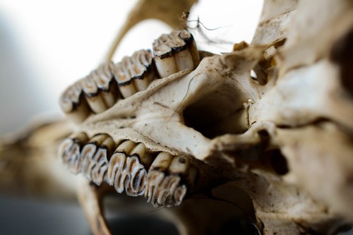 Close-up of a skeletal jawbone, showcasing intricate dental structures and textures.