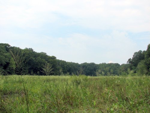 A serene landscape featuring a grassy field bordered by trees under a cloudy sky.