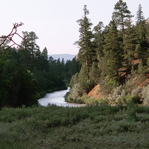 A serene river winding through a lush forest with tall trees and a soft pink sky in the background.
