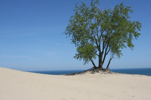 A solitary tree stands on a sandy dune overlooking a calm blue ocean under a clear sky.