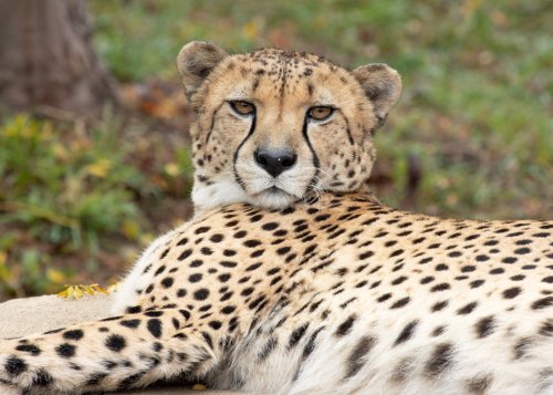 A close-up of a resting cheetah with distinctive spots, looking directly at the camera in a natural setting.