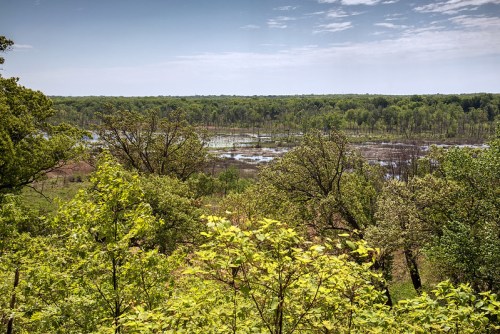 Lush green trees frame a serene wetland landscape under a clear blue sky.
