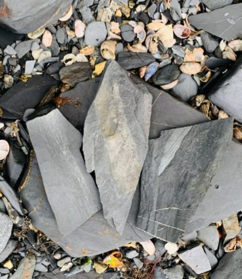 A close-up of various flat, dark gray stones scattered among smaller pebbles and shells on a beach.